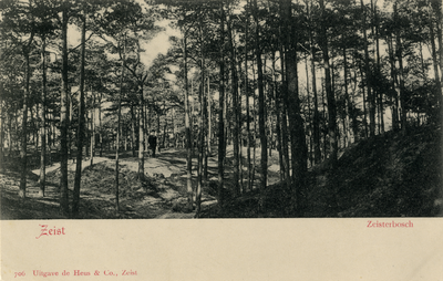 16348 Gezicht op stuifduinen en naaldbomen in het Zeister Bosch te Zeist.